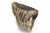 Fossil Woolly Mammoth Lower M Molar - North Sea Deposits #357039-1